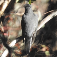 Cacomantis flabelliformis at Stromlo, ACT - 12 Jun 2022