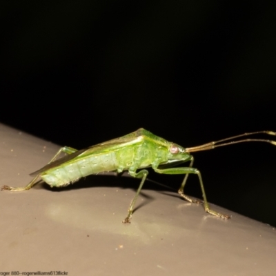 Amblypelta nitida (Fruit-spotting bug) at Acton, ACT - 10 Jun 2022 by Roger