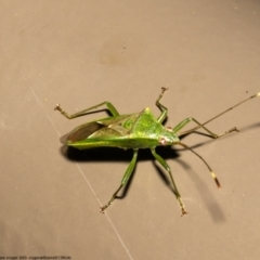 Amblypelta nitida at Acton, ACT - 10 Jun 2022