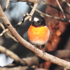 Petroica boodang (Scarlet Robin) at Lions Youth Haven - Westwood Farm A.C.T. - 12 Jun 2022 by HelenCross
