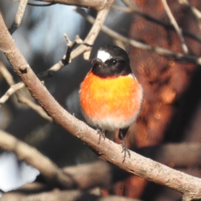 Petroica boodang (Scarlet Robin) at Lions Youth Haven - Westwood Farm - 12 Jun 2022 by HelenCross