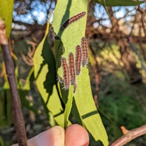 Delias harpalyce at Stromlo, ACT - suppressed