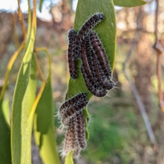 Delias harpalyce at Stromlo, ACT - 12 Jun 2022