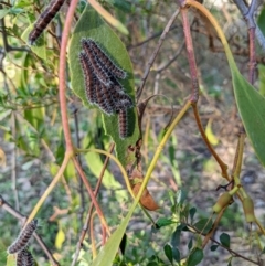 Delias harpalyce at Stromlo, ACT - suppressed