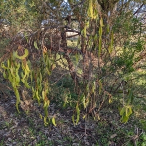 Delias harpalyce at Stromlo, ACT - suppressed