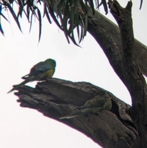 Psephotus haematonotus at Cootamundra, NSW - 12 Jun 2022 09:45 AM