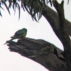 Psephotus haematonotus (Red-rumped Parrot) at Cootamundra, NSW - 11 Jun 2022 by Darcy