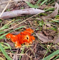 Unidentified Fungus (TBC) at Paddys River, ACT - 12 Jun 2022 by pixelnips
