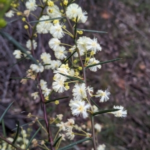 Acacia genistifolia at Cootamundra, NSW - 11 Jun 2022