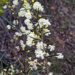 Acacia genistifolia (Early Wattle) at Cootamundra, NSW - 11 Jun 2022 by Darcy