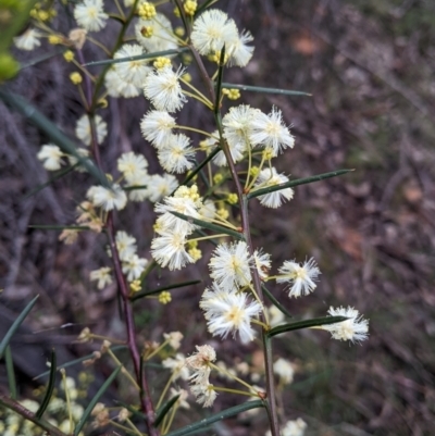 Acacia genistifolia (Early Wattle) at Jindalee National Park - 11 Jun 2022 by Darcy