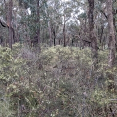 Acacia genistifolia at Cootamundra, NSW - 11 Jun 2022