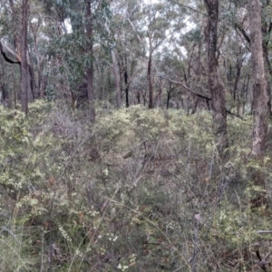 Acacia genistifolia at Cootamundra, NSW - 11 Jun 2022