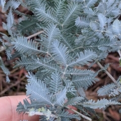 Acacia baileyana (Cootamundra Wattle, Golden Mimosa) at Cootamundra, NSW - 11 Jun 2022 by Darcy