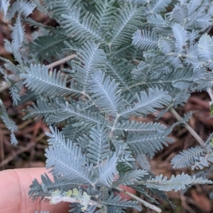 Acacia baileyana at Cootamundra, NSW - 11 Jun 2022