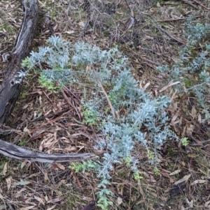 Acacia baileyana at Cootamundra, NSW - 11 Jun 2022