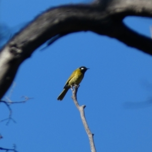 Nesoptilotis leucotis at Tennent, ACT - 11 Jun 2022 02:50 PM