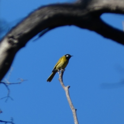 Nesoptilotis leucotis (White-eared Honeyeater) at Tennent, ACT - 11 Jun 2022 by Steve_Bok