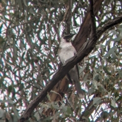 Philemon corniculatus (Noisy Friarbird) at Cootamundra, NSW - 11 Jun 2022 by Darcy