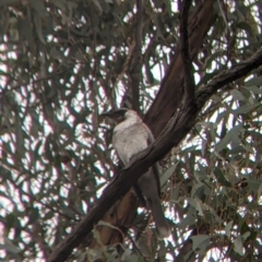 Philemon corniculatus at Cootamundra, NSW - 11 Jun 2022