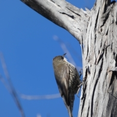 Cormobates leucophaea (White-throated Treecreeper) at Tennent, ACT - 11 Jun 2022 by SteveBorkowskis