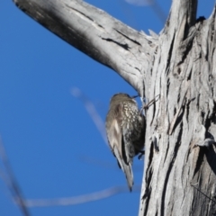 Cormobates leucophaea at Tennent, ACT - 11 Jun 2022 03:03 PM