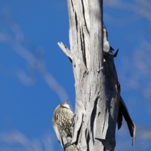 Cormobates leucophaea at Tennent, ACT - 11 Jun 2022