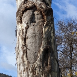 Eucalyptus melliodora at Watson, ACT - 11 Jun 2022