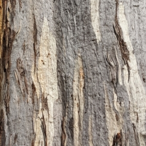 Eucalyptus melliodora at Watson, ACT - 11 Jun 2022