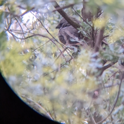 Struthidea cinerea (Apostlebird) at Cootamundra, NSW - 11 Jun 2022 by Darcy