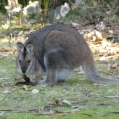 Notamacropus rufogriseus (Red-necked Wallaby) at Tennent, ACT - 11 Jun 2022 by Steve_Bok