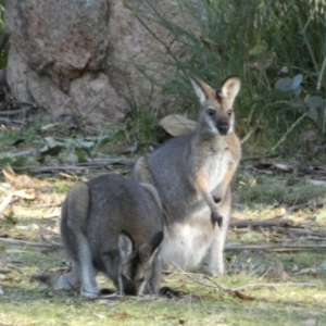 Notamacropus rufogriseus at Tennent, ACT - 11 Jun 2022