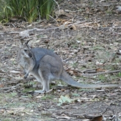 Notamacropus rufogriseus at Tennent, ACT - 11 Jun 2022