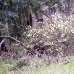Rhipidura albiscapa (Grey Fantail) at Cootamundra, NSW - 11 Jun 2022 by Darcy