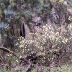 Rhipidura albiscapa at Cootamundra, NSW - 11 Jun 2022