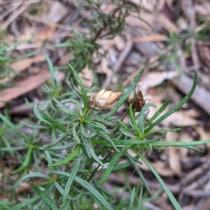 Xerochrysum viscosum at Cootamundra, NSW - 11 Jun 2022