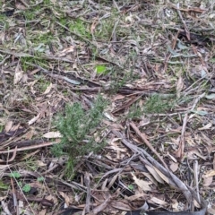 Xerochrysum viscosum at Cootamundra, NSW - 11 Jun 2022 02:54 PM