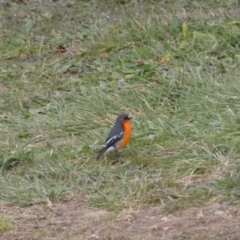 Petroica phoenicea (Flame Robin) at Mount Fairy, NSW - 12 Jun 2022 by Steve_Bok