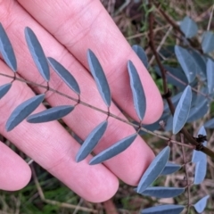 Indigofera australis subsp. australis (Australian Indigo) at Cootamundra, NSW - 11 Jun 2022 by Darcy