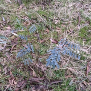 Indigofera australis subsp. australis at Cootamundra, NSW - 11 Jun 2022 02:57 PM