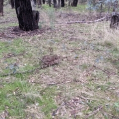 Indigofera australis subsp. australis at Cootamundra, NSW - 11 Jun 2022 02:57 PM