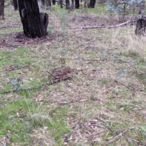 Indigofera australis subsp. australis at Cootamundra, NSW - 11 Jun 2022