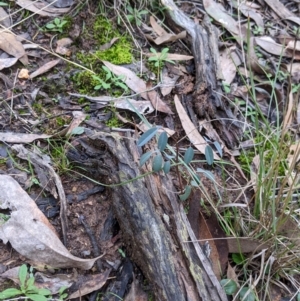 Indigofera australis subsp. australis at Cootamundra, NSW - 11 Jun 2022