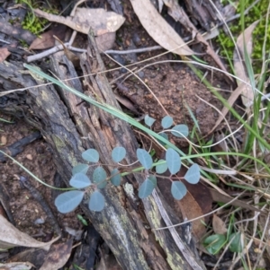 Indigofera australis subsp. australis at Cootamundra, NSW - 11 Jun 2022