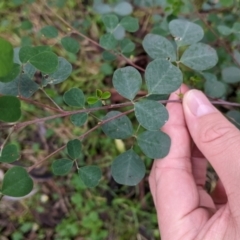 Goodia medicaginea (Western Golden-tip) at Jindalee National Park - 11 Jun 2022 by Darcy