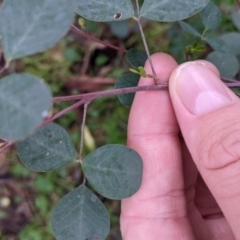 Goodia medicaginea at Jindalee National Park - 11 Jun 2022 03:29 PM