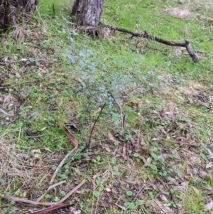 Goodia medicaginea at Jindalee National Park - 11 Jun 2022 03:29 PM