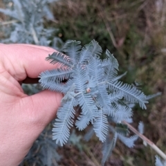 Acacia baileyana (Cootamundra Wattle, Golden Mimosa) at Cootamundra, NSW - 11 Jun 2022 by Darcy