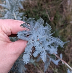 Acacia baileyana at Cootamundra, NSW - 11 Jun 2022