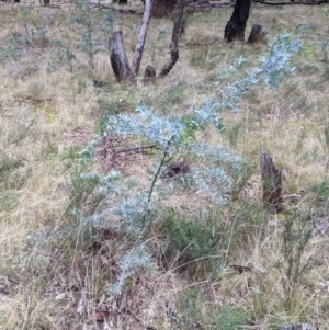 Acacia baileyana at Cootamundra, NSW - 11 Jun 2022